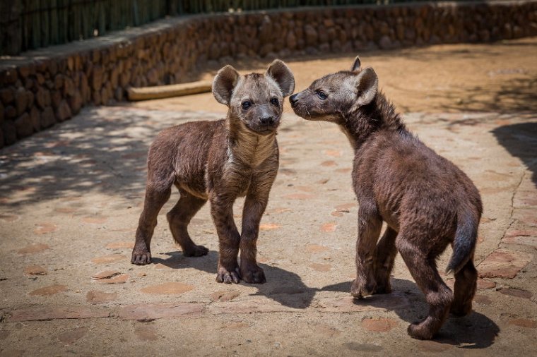 008 Zuid-Afrika, Ukutula Game Reserve, hyena's.jpg